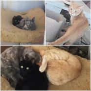 urgen acogidas o adopciones serias, están en la calle