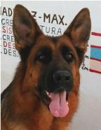 PASTORES ALEMANDES de ARCOSIERRA, con todo