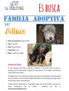 Alina busca una familia