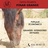 Pupilaje economico de caballos