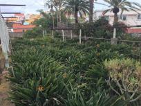 Parcela Rustica en venta en  CL MARIA DE LA PAZ, Santa Cruz Suroeste, Santa Cruz de Tenerife