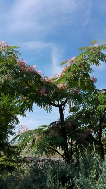 Venta de árboles para sombra