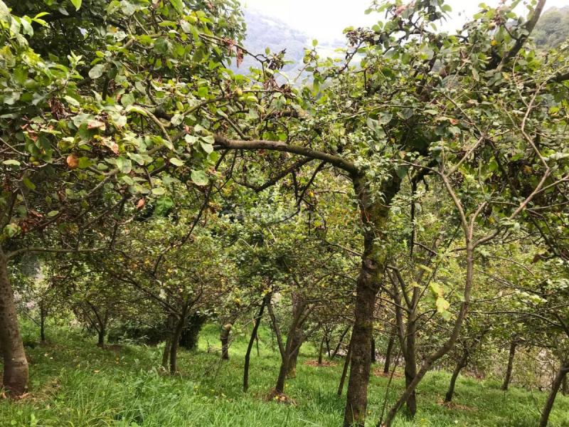 Casa Rural en venta en  Los Nadales, Requejo - Rozaes - Oñón, Mieres del Camino