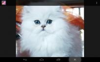 ultima camada de persas