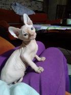 Vendo espectacular gatito sphynx