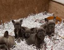 bulldog frances blue