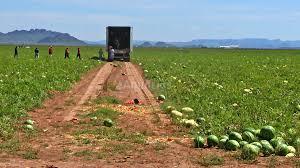 Se busca personal para trabajar en la campaña fresa