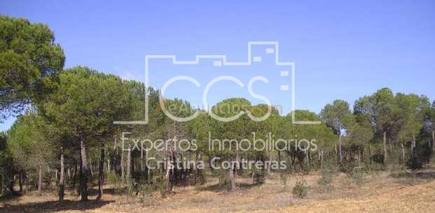 Venta de Finca de 1.587 ha en Cabezas Rubias (Huelva)