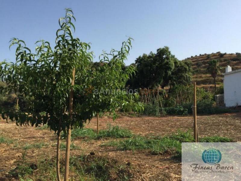 Parcela Rustica en venta en  Mijas Golf, Mijas