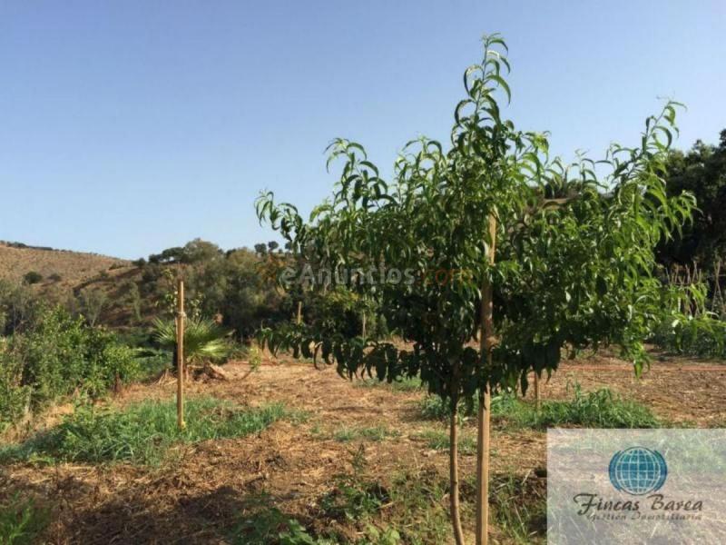 Parcela Rustica en venta en  Mijas Golf, Mijas