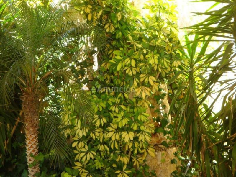 Apartamento en venta en  Mijas Pueblo - Peña Blanquilla, Mijas