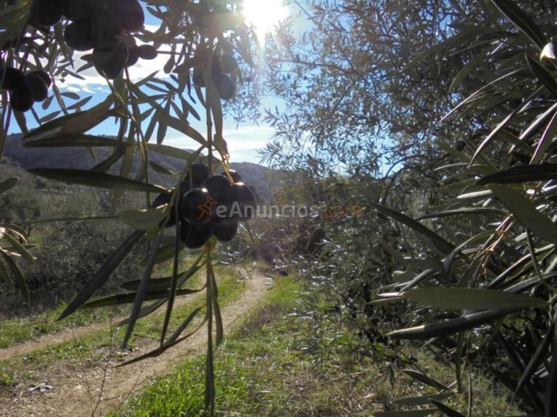 Casa Rural en venta en  Camino Algarrobo - Las Arenas, Vélez-Malaga