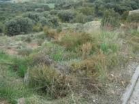 Parcela Rustica en venta en  EL ROBLE, El Casar