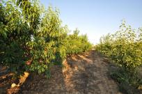 Casa Rural en venta en  Pobla (Sa)