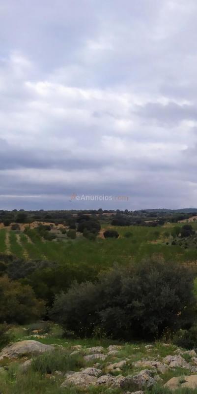 Se alquila coto de caza en albacete