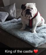 Excellente Bulldog Inglés para montas