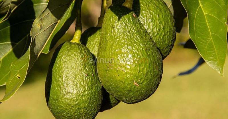 Oportunidad finca en almuñecar