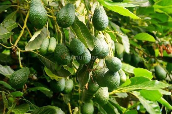 Finca de aguacates en motril - costa tropical