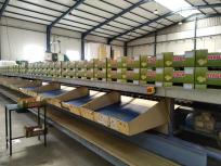 Calibrador electrónico cítricos y frutas