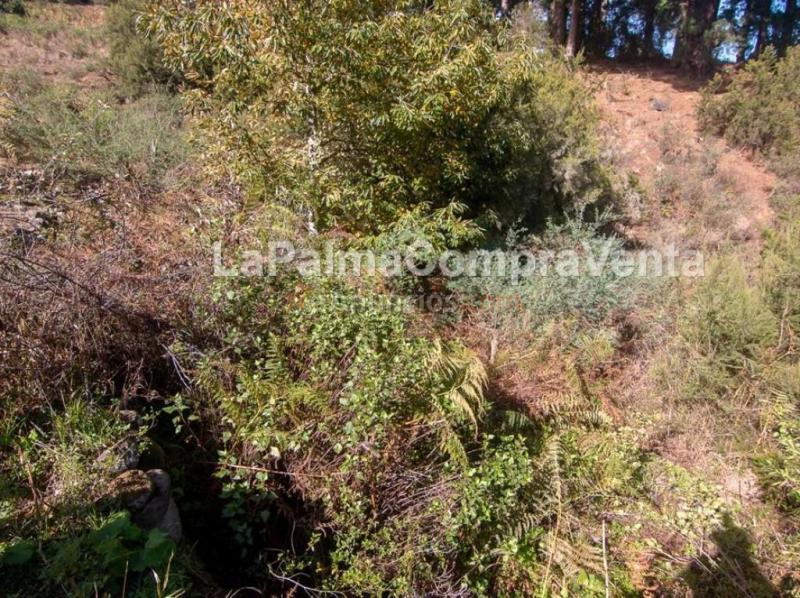 Suelo rústico en Venta en Roque Faro Santa Cruz de Tenerife