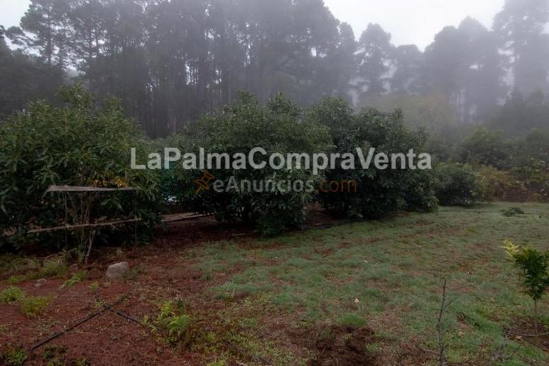 Suelo rústico en Venta en Roque Faro Santa Cruz de Tenerife