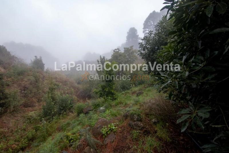 Suelo rústico en Venta en Roque Faro Santa Cruz de Tenerife