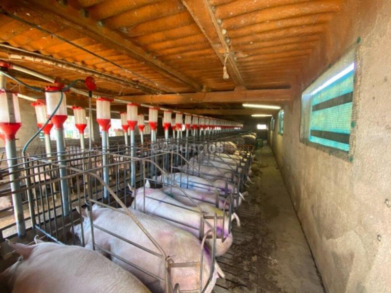 Granja en pleno funcionamiento cerca de Torreblanca