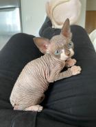 Gatita sphynx