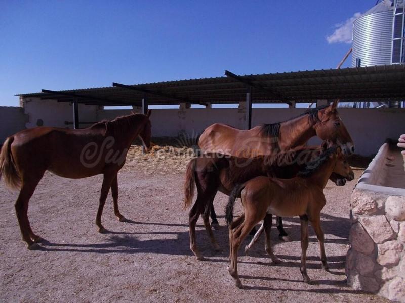 Casa de campo-Masía en Venta en Yecla Murcia