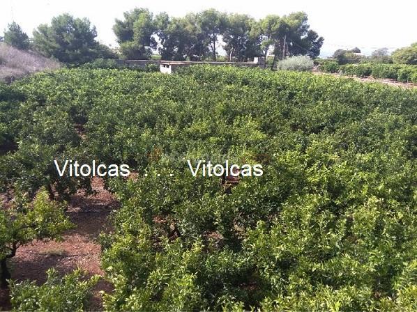 Maset:Chalet  120.000.-€  Partida Bovalar