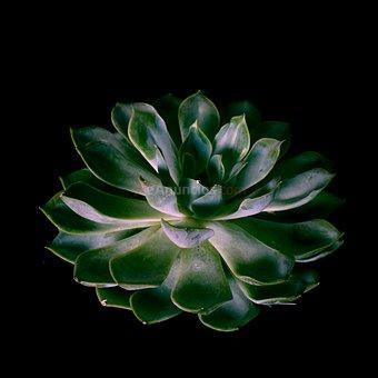 Exialoe en Cantabria