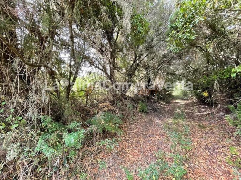 Suelo rústico en Venta en Roque Faro Santa Cruz de Tenerife