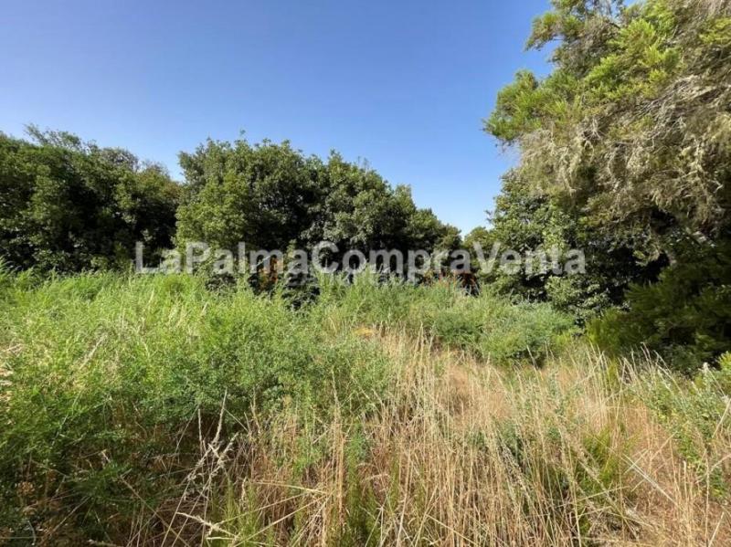 Suelo rústico en Venta en Roque Faro Santa Cruz de Tenerife