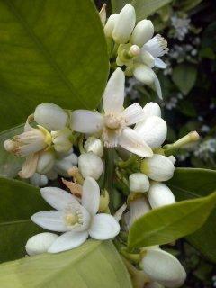 Naranjas 100 naturales