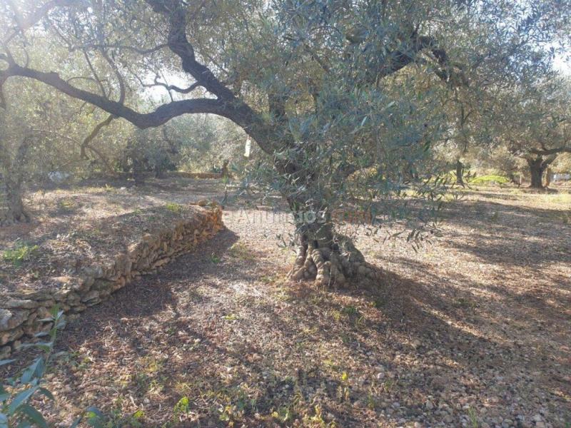 Terreno en Codonyol - Alcanar