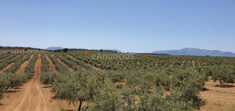 Venta finca Rustica con olivos