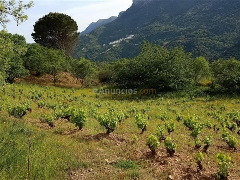 Parcela en Venta en Benadalid Málaga